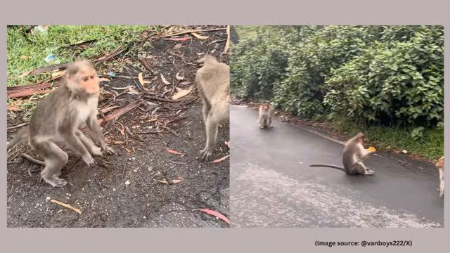 Monkeys ‘rob’ US vlogger in Kodaikanal, video sparks laughter riot: ‘Complain this to nearby dog station’