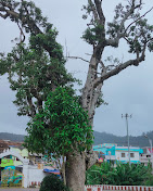 Arulmigu Kuzhandhai Velappar Thirukkovil