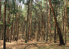 Pine Forest
